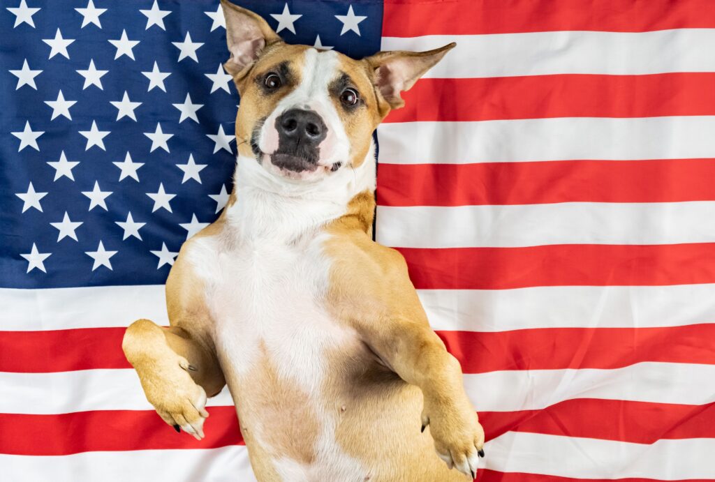 #usdog #Doginusa #dog #use